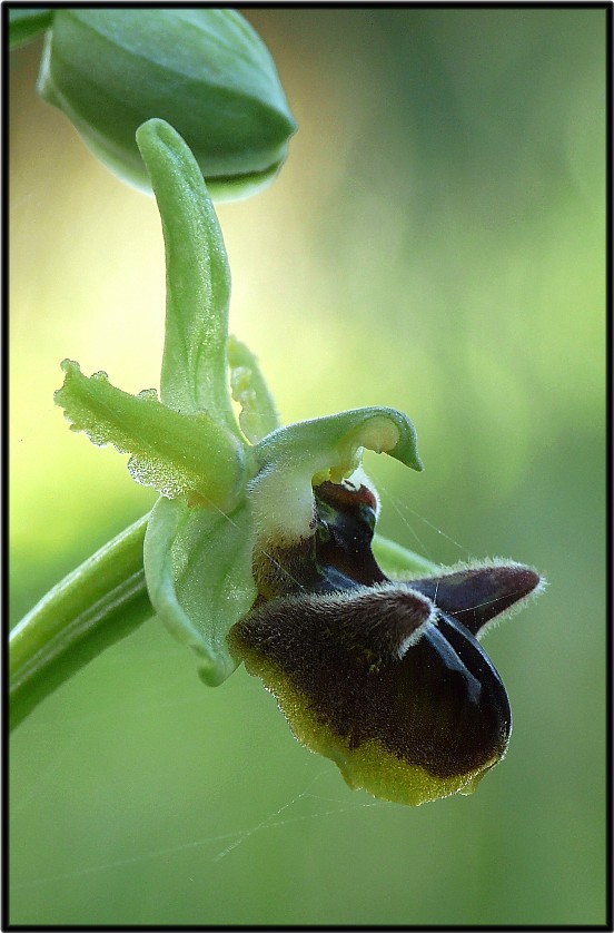 Ophrys sipontensis